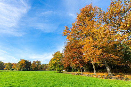 Fototapeta Colorful fall landscape with trees sky and meadow