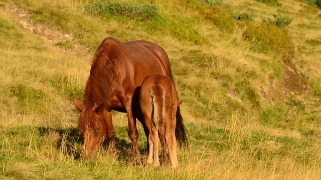 Foal feeds from brown mare on pasture in a field
