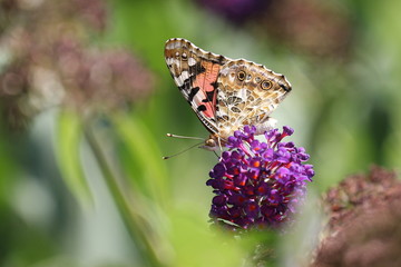 Distelfalter auf Sommerflieder, Schmetterling, Vanessa cardui