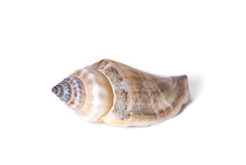 Seashell