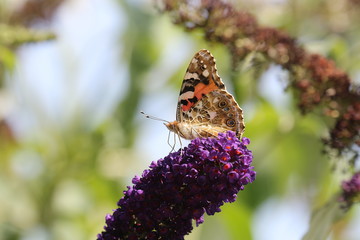 Distelfalter auf Sommerflieder, Schmetterling, Vanessa cardui