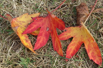 Feuilles mortes d'érable