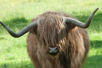 Highland Cattle