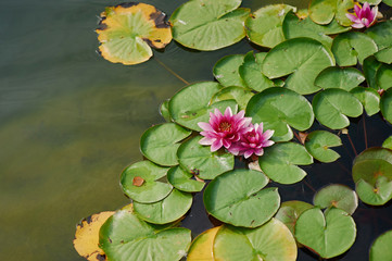 Beautiful blooming flower - pink water lily on a pond
