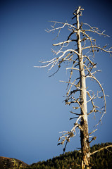 dead tree view