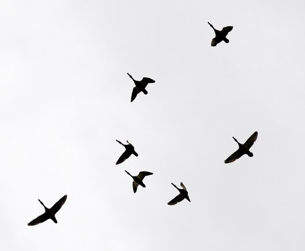 Flock of swans flying against a grey sky in the south. Birds fly at sky background. Birds nature migration