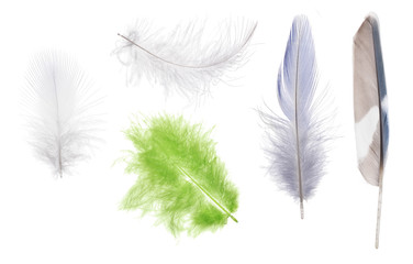 set of five color feathers isolated on white