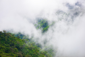 Mountain fog scenic at thongphaphum
