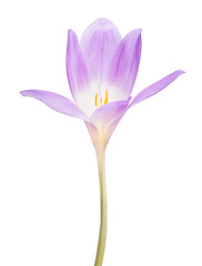 light lilac crocus flower isolated on white