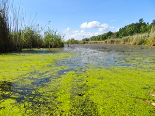 Green algae on a surface of the lake