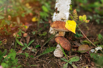Autumn mushrooms under yellow birch leaves