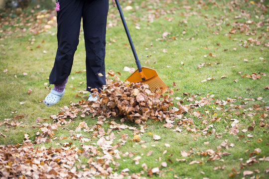 A person is cleaning up the yard from the fallen leaves. Rake the yard is normal job during autumn.
