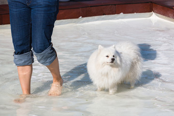 Spitz