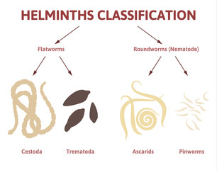diagram depicting the class of worms