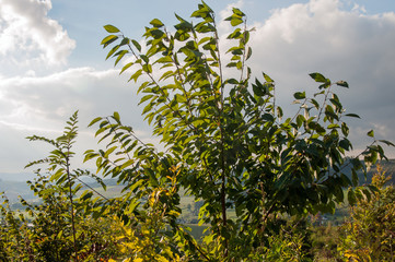 Str&auml;ucher an einem Wanderweg