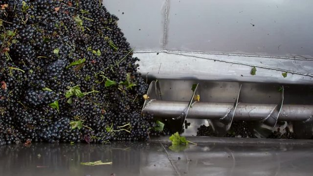 Stemmer crusher crushing grapes at a winery