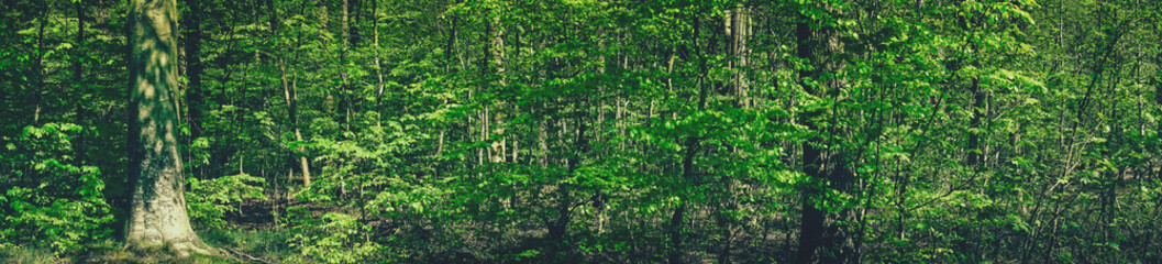 Spring in the forest scenery