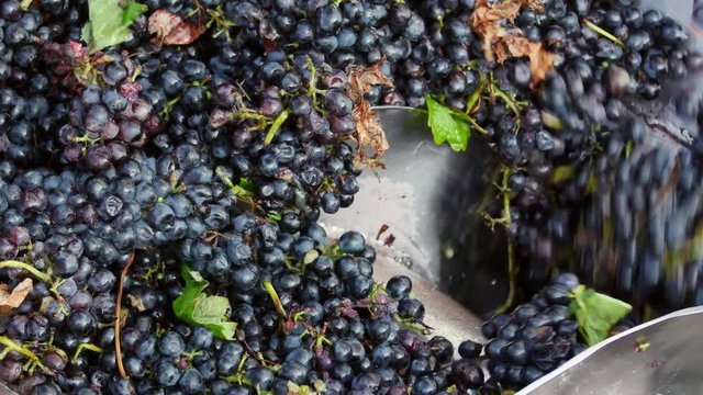 Stemmer crusher crushing grapes at a winery