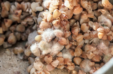 Mold on buckwheat porridge