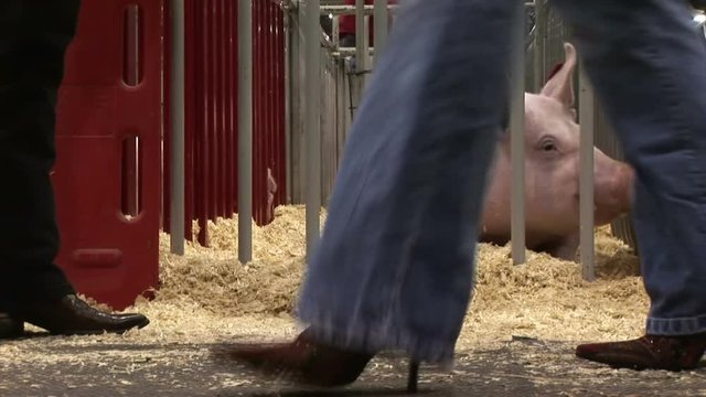 pig in pen at show