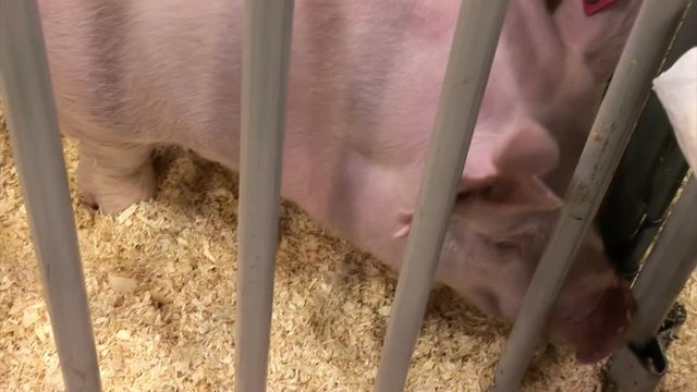 pig in pen at show