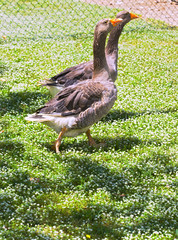 patos en cautiverio en una granja, mabiente exterior,y diurno SONY DSC