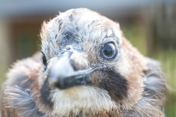 bird's head and closeup of eye