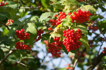 Bunches of ripe viburnum berries in autumn light of evening sun