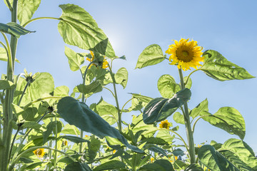 Sonnenblumen vor blauem Himmel und der Sonne