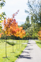 Fototapeta na wymiar Autumn landscape blurred background. Natural bokeh.