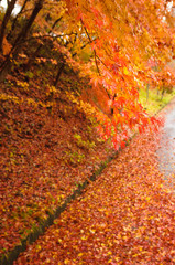 紅葉