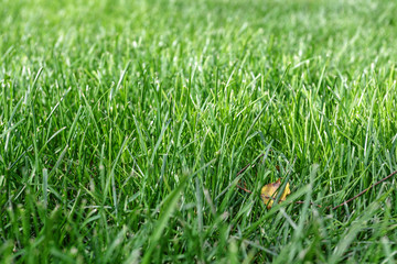 Green grass