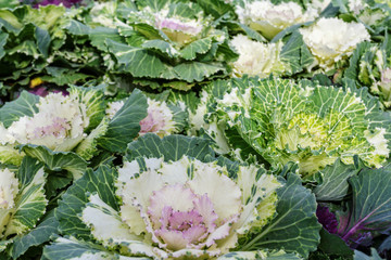 Decorative cabbage