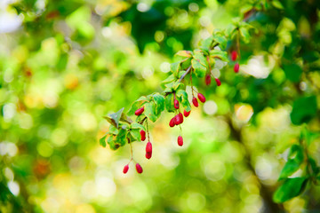 Berry barberry close up