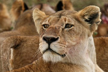 Obraz na płótnie Canvas The Lookout - Lioness, Kenya, Africa