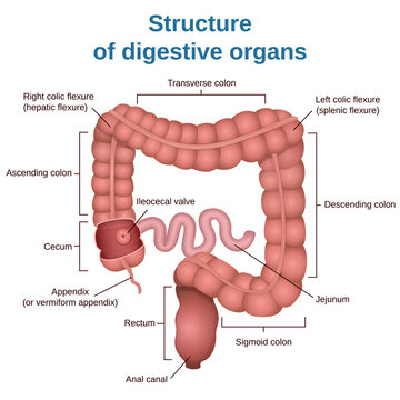 digestive tract image intestine