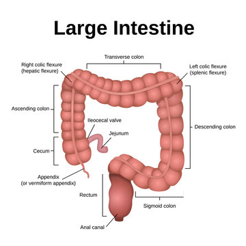 digestive tract image intestine