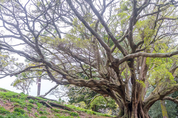 Fototapeta premium Buttress roots of Moreton Bay fig tree in Albert Park, Auckland,