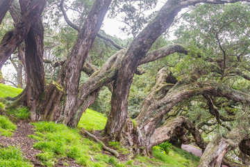 Fototapeta na wymiar Buttress roots of Moreton Bay fig tree in Albert Park, Auckland,
