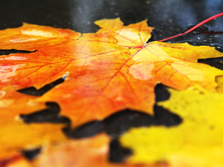 Autumn leaves in puddle. Abstract colorful background. Soft focus picture