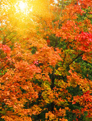 background of colorful leaves at autumn. Soft focus picture