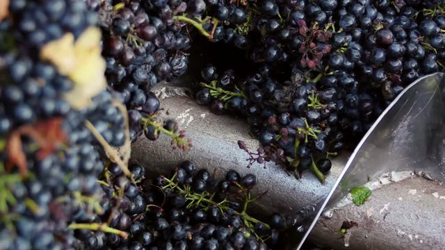 Stemmer crusher crushing grapes at a winery
