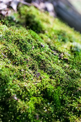 Green moss in the woods