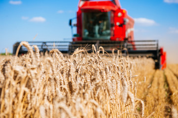 Fototapeta premium Harvesting the wheat
