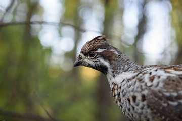 Hazel grouse closeup, sitting on a branch