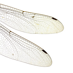 Dragonfly wings isolated on white background.