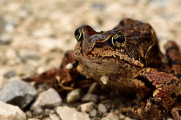 Frosch auf Augenhöhe