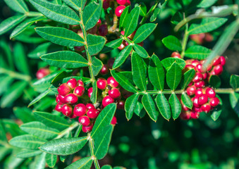 Evergreen shrub with red berries. Pistacia lentiscus.