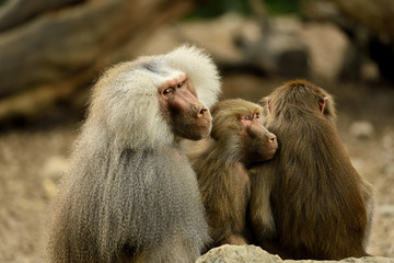 baboons cudelling