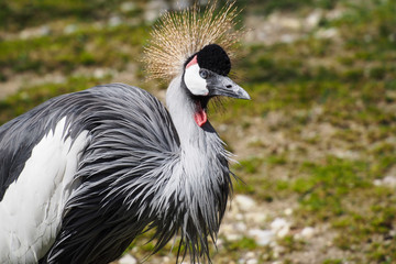 Kronenkranich - Balearica pavonina